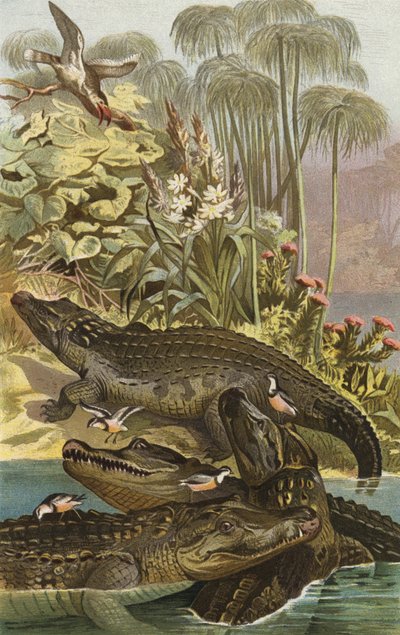 Crocodile du Nil - European School